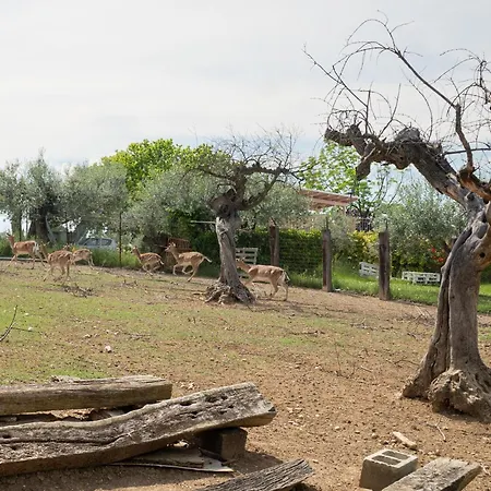 Grappolo By Interhome Appartement *