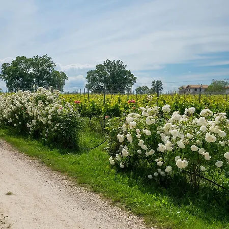 Grappolo By Interhome Lägenhet Citta Sant'Angelo