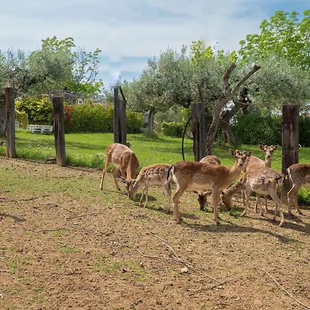 Appartement Grappolo By Interhome *