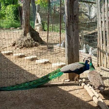 Grappolo By Interhome * Città Sant'Angelo